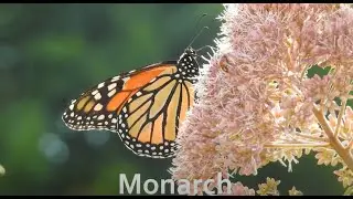 How Animals Survive Winter: Migration - Huston-Brumbaugh Nature Center