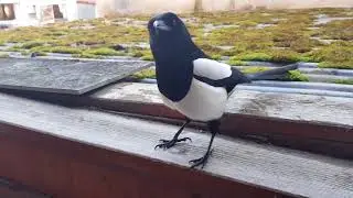 Elster Rudi