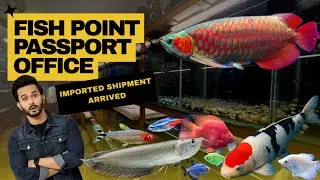 Latest Fish Shipment | Unboxing the New Imported Fish at Fish Point Passport Office - Imran’s World
