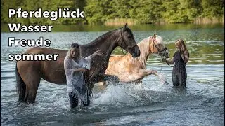 Pferdegl&uuml;ck Wasser Freude Sommer - Privatgest&uuml;t M&ouml;ningerberg