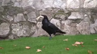 Ravens of the  Tower of London