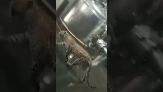 Leopard enters CFTRI MYSORE campus!!!!!!