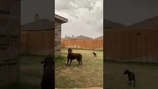 Two Dogs Hear Thunder And Run Away