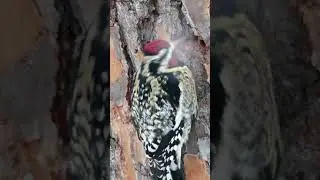 Close Up View of a Woodpecker on Tree Bark | Engineer Birds Woodpecker Amazing Nest Building #shorts