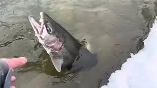 Lake Huron Tributary Steelhead  #fishing #troutfishing