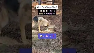 who can solve this #shorts #dogs #dog #smartdogs