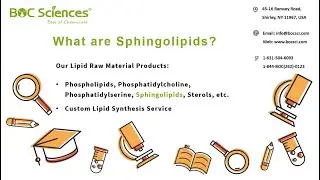 Sphingolipids - Membrane Lipids - Chemical Structure, Biosynthesis, and Function of Sphingolipids