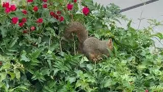 A courtship quarrel between two squirrels | Eastern Fox Squirrel | Sciurus niger