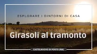 Fotografia sul campo vicino casa: girasoli al tramonto a Castelnuovo di Porto (RM) [ENG subtitles]