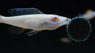 Tanganyika Cichlids Aquarium