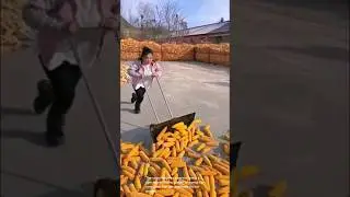 Tool to gather or sweep up corn cobs are removed on the ground