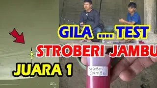 LOMBA MANCING IKAN MAS GILA TES ESSEN STROBERI JAMBU LANGSUNG JUARA 1