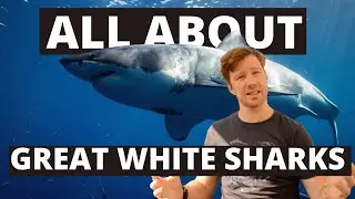 ALL ABOUT GREAT WHITE SHARKS! Learn facts about GREAT WHITE SHARKS!  The LARGEST predatory Shark!