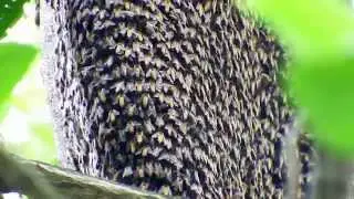 Apis dorsata in Singapore (30.Oct.2014)