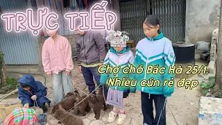 Chợ Chó Vùng Cao Ngày 25/1/2026 | Phiên Chợ Cuối Năm – Không Khí Núi Rừng