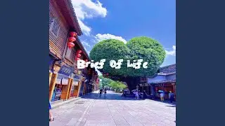 Brief Of Life