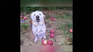 DOG WITH APPLE | APPLE DOG TRANSFORMATION #appledog #dogmemes #ai #memes #aicompetition #minimaxai