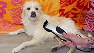 SHAVING MY DOG FOR THE FIRST TIME...