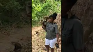 Monkey sanctuary at Tafi adome in the Volta region #akosuatours# #seeghana#
