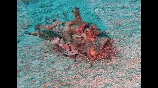 Rare creatures on Close Reefs Scuba Diving in Mauritius