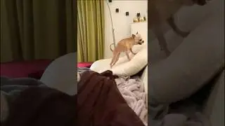 #chihuahua #chihuahualife #chihuahuadog #dog #rise #sushi #chihuahuagram #chihuahualifestyle #funny