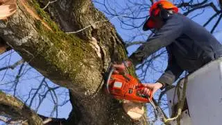 Tree Trimming | St. Pau, MN - Timberline Tree Service
