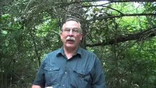 Loquat tree care houston    by Tree doctor Master Hughes