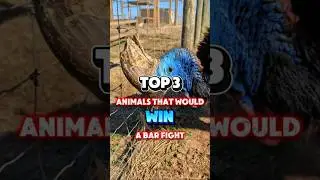 Top 3 Animals That Would Win a Bar Fight Easily #animalfacts #wildlifeshorts #funnyanimals