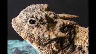 Laguna Mountain Cute Horned Lizard or Horned Toad on Hiking Trail Near San Diego
