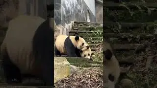 Hilarious Compilation: Instant Mood Boost