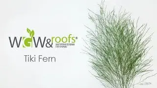 Preserved plants: Tiki Fern