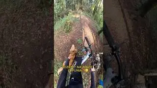 POWR&Oacute;T PSINY 🗣️🔥🐶 #mtb #freeridemtb #traildog
