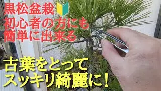 黒松盆栽初心者の方向け古葉をとってスッキリ綺麗に！