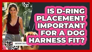 Is D-ring Placement Important For A Dog Harness Fit? - Obedient Dog Guide