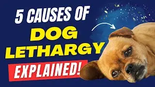5 Reasons Why Your Dog Might Be Lethargic