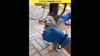 Scientific Research On Cat 😱 | Islam and Science 🕋 #shorts