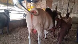 Bachada breakup ho Gaya 😱🤯 #animals #sibbilover #information #love