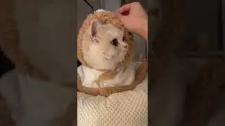 Super Cute Cat -Funny And Lovely Baby Cat #Shorts195