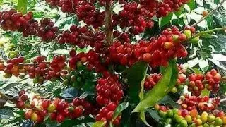 pulping coffee,#coffee pulp,coffee pulper,coffe pulping process