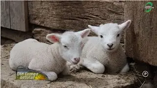 Colibaciloza mieilor - sfaturi și recomandari