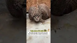 Friendship with Owl #lovestory #animals #wildliferescue #wildlife #cute #nature#owl #love #rescue
