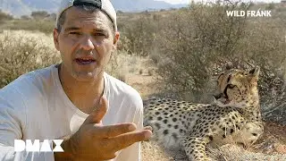 El d&iacute;a que a Frank casi le come una cobra | Wild Frank en &Aacute;frica