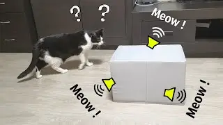 Meow from the Box. Cat&rsquo;s Reaction