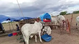 Not&iacute;cias festa de carro de boi maravilha de 