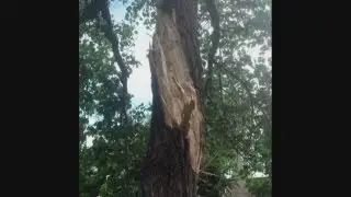 Lightning strikes tree in SF plaza