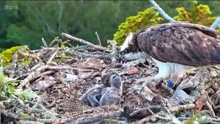 Compilation of the Poole Harbour Osprey Nest | Springwatch 2024