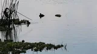 Grebe bird call