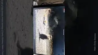 fake Snake  prank on monkey