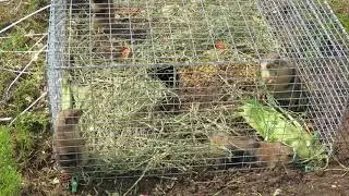 Juvenile Prairie Dogs Part 1