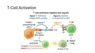Immunology- Cellular Components part 2 USMLE